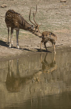 deer